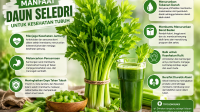 Daun Seledri Segar Untuk Kesehatan Tubuh