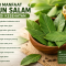 Manfaat Daun Salam Bagi Kesehatan Tubuh