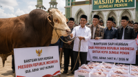 Sapi Kurban Bantuan Presiden Ri Untuk Kota Sungai Penuh Berbobot 840 Kilogram